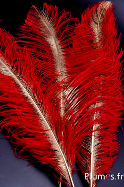 Struis met gouden schacht – 50-60 cm – rood  